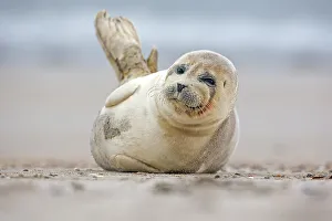 Seal (Phoca vitulina), young, Heligoland