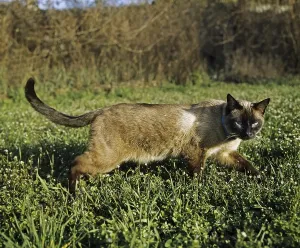 Seal Point Siamese Domestic Cat