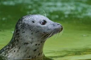 Category Wildlife DE Prints: Seal in profile, swimming in green water with an attentive gaze