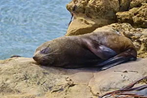 Seal resting on rocky coast overlooking the sea