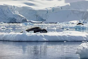 A seal rests on an ice floe in Arctic waters in front of an impressive glacier backdrop