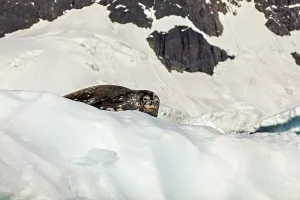 A seal rests on a patch of ice in front of snow-covered rocks in a cold Arctic landscape