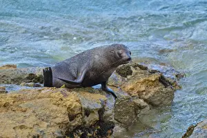 A seal rests on rocks at the edge of the ocean with gentle waves in the background