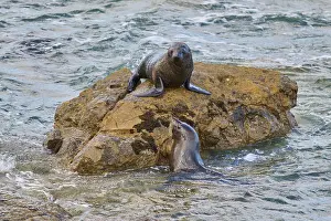 A seal on a rock bends towards one in water