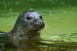 Category Wildlife DE Prints: Seal surfacing on the water surface