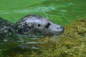 Seal swimming in green water, harbour seal (Phoca vitulina)