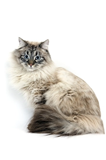 Seal Tabby Point Neva Masquerade Siberian Domestic Cat