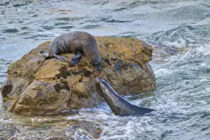 A seal in water approaches one on a rock