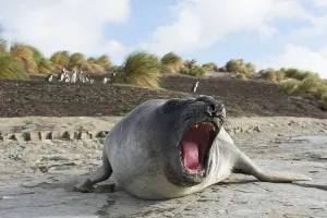 Sealion Island, Southern Elephant Seal (Mirounga leonina)