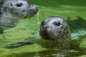 Two seals in green water, one in the foreground with a curious look