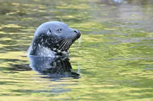 A seal's head emerges from the shimmering green water
