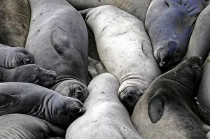 Several seals lie snuggled up close together on the sandy beach