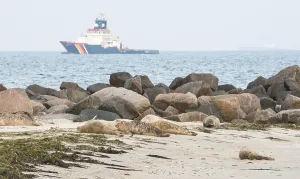 Several seals (Phoca vitulina)