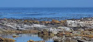 Seals or sea lions