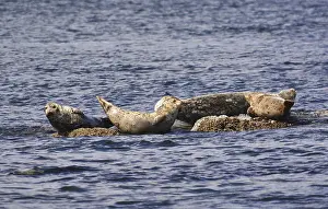 Seals are sunning on the rock