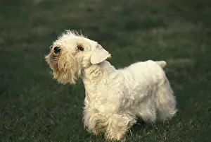 Sealyham Terrier Dog on Lawn
