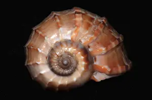 Seashell Harpa, India, Asia
