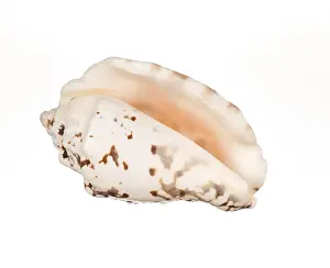 Seashell isolated on white background