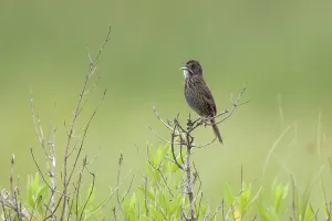 Seaside Sparrow (Ammodramus maritimus)