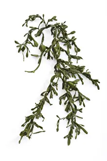 Seaweed