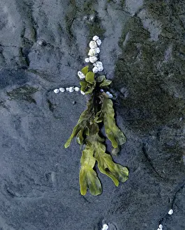 Seaweed and barnacles (Balanus balanoides) on rocks