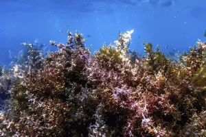 Seaweed, Seaweed Underwater, Seaweed Shallow Water near surface