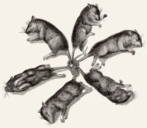 Sechs Ratten sind an den Schwaenzen verbunden