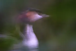 A second in the life of a great crested grebe (Podiceps Scalloped ribbonfish)