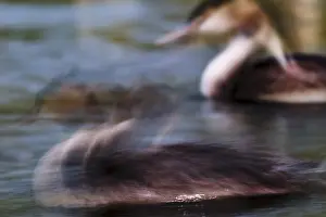 A second in the life of a great crested grebe (Podiceps Scalloped ribbonfish)