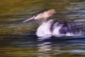A second in the life of a great crested grebe (Podiceps Scalloped ribbonfish)