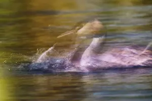 A second in the life of a great crested grebe (Podiceps Scalloped ribbonfish)