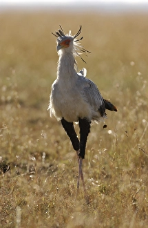 Secretary-bird (Sagittarius serpentarius)