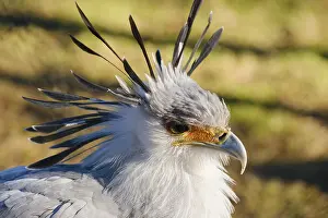 Secretary bird (Sagittarius serpentarius)
