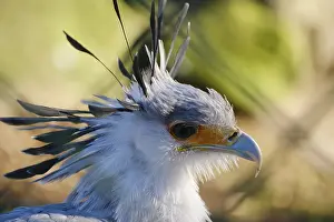 Secretary bird (Sagittarius serpentarius)