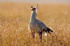 Secretary bird (Sagittarius serpentarius)