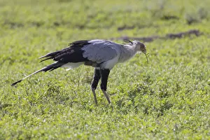 Secretary bird (Sagittarius serpentarius)