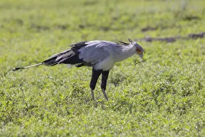 Secretary bird (Sagittarius serpentarius)