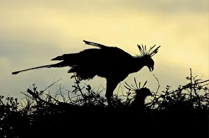 Secretary bird (Sagittarius serpentarius)