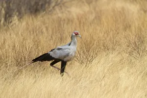 Secretary bird (Sagittarius serpentarius)