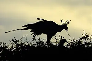 Secretary-bird (Sagittarius serpentarius)