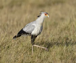 Secretary bird (Sagittarius serpentarius)