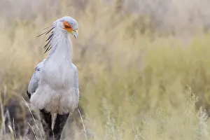 Secretary bird (Sagittarius serpentarius)