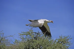 SECRETARY BIRD (sagittarius serpentarius) FLYING ABOVE ITS NEST AGAINST BLUE SKY