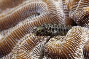 Secretary Blenny (Acanthemblemaria maria)