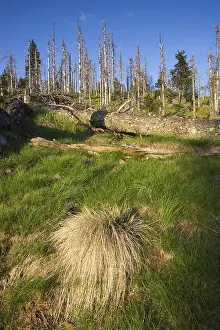 Sedge Grass with coarse woody debris