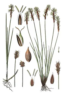 Sedge species (Carex dioeca), left
