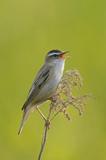 Sedge Warbler (Acrocephalus schoenobaenus)