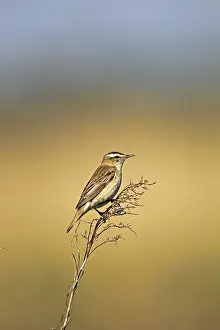 Sedge Warbler (Acrocephalus schoenobaenus)