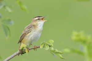 Sedge warbler (Acrocephalus schoenobaenus)