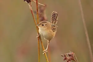 Sedge Wren (Cistothorus platensis) adult
